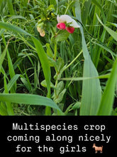 Load image into Gallery viewer, RAW GOATS MILK *1L FROZEN - GRASS FED (FORAGE HILL GOATS)