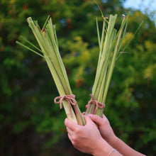 Load image into Gallery viewer, HERBS LEMONGRASS fresh bunch - ORGANIC (EDEN FARMERS)
