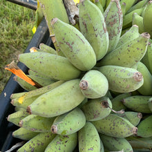 Load image into Gallery viewer, BANANA SUGAR BABY  *Marks on skin 1kg - ORGANIC (EDEN FARMERS)
