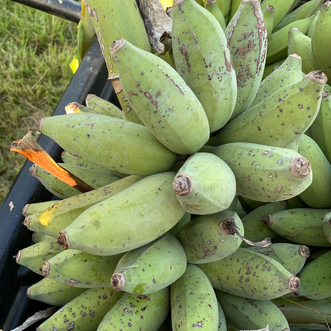 BANANA SUGAR BABY  *Marks on skin 1kg - ORGANIC (EDEN FARMERS)