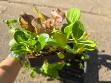 Load image into Gallery viewer, SEEDLINGS  - ORGANIC (EDEN FARMERS)
