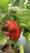 Load image into Gallery viewer, CAPSICUM *each - CERTIFIED ORGANIC
