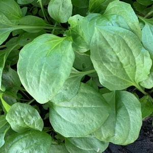 HERBS PLANTAIN *bag - ORGANIC (EDEN FARMERS)