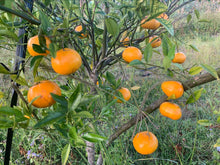 Load image into Gallery viewer, MANDARIN - CERTIFIED ORGANIC
