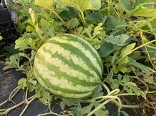 Load image into Gallery viewer, WATERMELON Champagne Yellow *Cut *Approx.2kg - CERTIFIED ORGANIC
