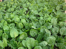 Load image into Gallery viewer, BABY SPINACH *150g - CERTIFIED ORGANIC
