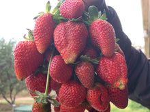 將圖片載入圖庫檢視器 STRAWBERRY *BULK 500g - CERTIFIED ORGANIC
