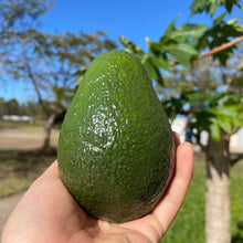 Load image into Gallery viewer, AVOCADO SHEPARD - ORGANIC (GYMPIE)
