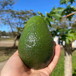 AVOCADO SHEPARD - ORGANIC (GYMPIE)