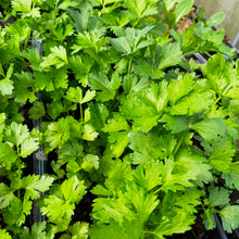 Load image into Gallery viewer, BABY CELERY *bag - ORGANIC (EDEN FARMERS)
