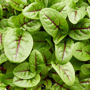 BABY SORREL Red *bag - ORGANIC (EDEN FARMERS)
