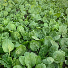 Load image into Gallery viewer, BABY SPINACH *90g - ORGANIC (EDEN FARMERS)
