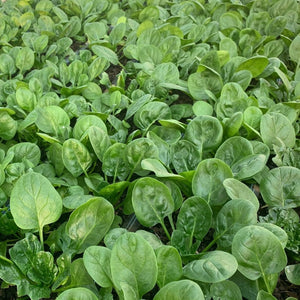 BABY SPINACH *90g - ORGANIC (EDEN FARMERS)