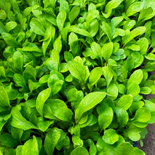 Load image into Gallery viewer, BABY ROCKET *bag - ORGANIC (EDEN FARMERS)
