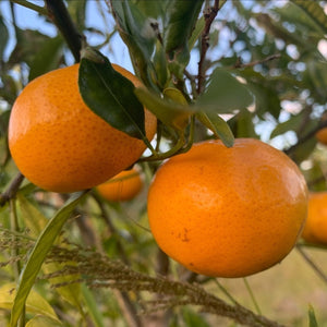MANDARIN - CERTIFIED ORGANIC