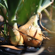 將圖片載入圖庫檢視器 BABY ONION with top *bunch - ORGANIC (EDEN FARMERS)
