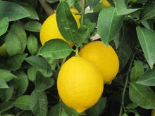 Load image into Gallery viewer, LEMON *500g - CERTIFIED ORGANIC (BAUPLE)
