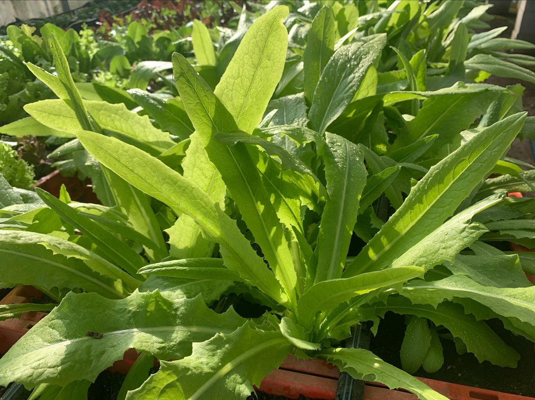 LETTUCE ASPARAGUS - ORGANIC (EDEN FARMERS)