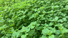 Load image into Gallery viewer, SUPER SALAD MIXED *bag - ORGANIC (EDEN FARMERS)
