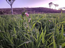 Load image into Gallery viewer, RAW GOATS MILK *1L FROZEN - GRASS FED (FORAGE HILL GOATS)
