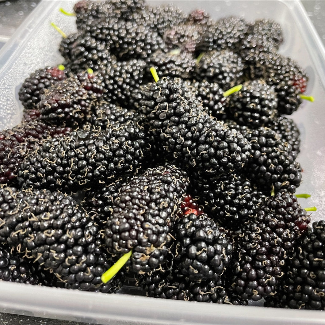 MULBERRIES Frozen Bulk *4containers - ORGANIC (EDEN FARMERS)
