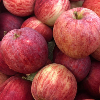 APPLE GALA - CERTIFIED ORGANIC