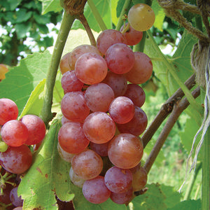 GRAPE CRIMSON *Seedless 500g - CERTIFIED ORGANIC