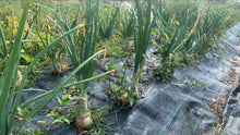 Load image into Gallery viewer, ONION Brown *1KG - ORGANIC (EDEN FARMERS)
