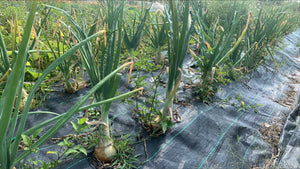 ONION Brown *1KG - ORGANIC (EDEN FARMERS)
