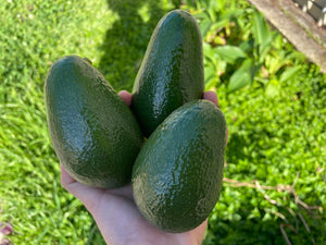 AVOCADO SHEPARD *each - ORGANIC