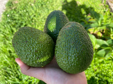 Load image into Gallery viewer, AVOCADO HASS - CERTIFIED ORGANIC
