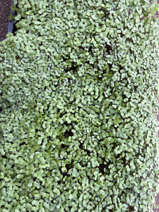 Microgreens KALE - ORGANIC (EDEN FARMERS)