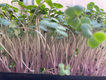 Load image into Gallery viewer, Microgreens KALE - ORGANIC (EDEN FARMERS)
