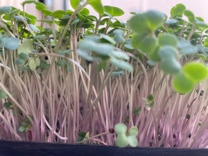 Microgreens KALE - ORGANIC (EDEN FARMERS)