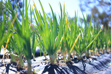 將圖片載入圖庫檢視器 BABY ONION with top *bunch - ORGANIC (EDEN FARMERS)
