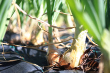 將圖片載入圖庫檢視器 BABY ONION with top *bunch - ORGANIC (EDEN FARMERS)
