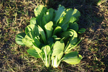 將圖片載入圖庫檢視器 ASIAN GREENS MIXED *bag - ORGANIC (EDEN FARMERS)

