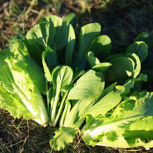 將圖片載入圖庫檢視器 ASIAN GREENS MIXED *bag - ORGANIC (EDEN FARMERS)
