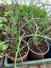 Load image into Gallery viewer, SEEDLINGS  - ORGANIC (EDEN FARMERS)
