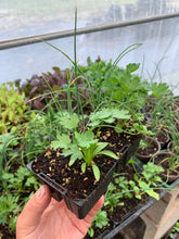 Load image into Gallery viewer, SEEDLINGS  - ORGANIC (EDEN FARMERS)
