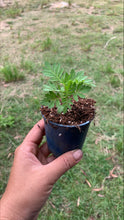 Load image into Gallery viewer, SEEDLINGS  - ORGANIC (EDEN FARMERS)
