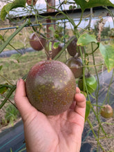 Load image into Gallery viewer, PASSION FRUIT *each - ORGANIC (EDEN FARMERS)
