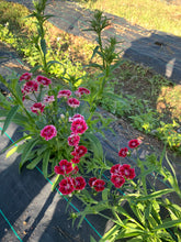 將圖片載入圖庫檢視器 FLOWERS DENTHUS *bunch - ORGANIC (EDEN FARMERS)
