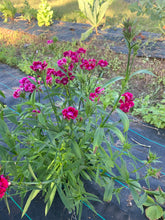 將圖片載入圖庫檢視器 FLOWERS DENTHUS *bunch - ORGANIC (EDEN FARMERS)
