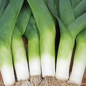 LEEK Large *each - CERTIFIED ORGANIC
