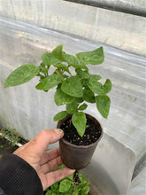 Load image into Gallery viewer, SEEDLINGS  - ORGANIC (EDEN FARMERS)
