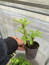 Load image into Gallery viewer, SEEDLINGS  - ORGANIC (EDEN FARMERS)

