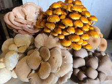 Load image into Gallery viewer, MUSHROOM OYSTER *120G - ORGANIC (EDEN FARMERS)
