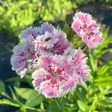 將圖片載入圖庫檢視器 FLOWERS DENTHUS *bunch - ORGANIC (EDEN FARMERS)
