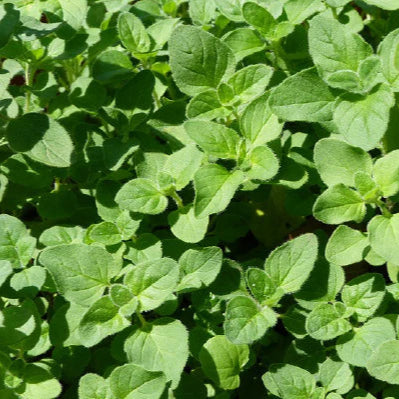 HERBS OREGANO - ORGANIC (EDEN FARMERS)